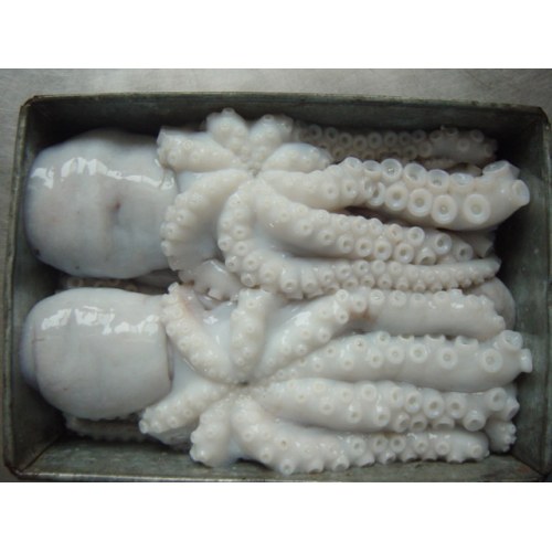 اختاپوس ماهی غذاهای دریایی با کیفیت بالا اختاپوس منجمد کامل