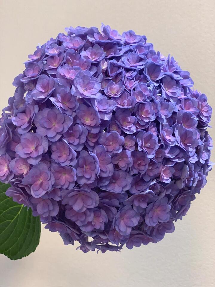 Double Purple Hydrangea