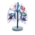 Modelo de segmento pulmonar transparente