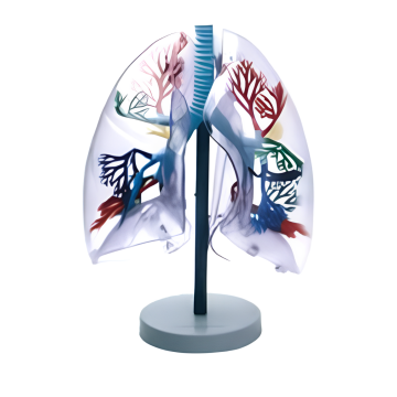 Modèle de segment pulmonaire transparent