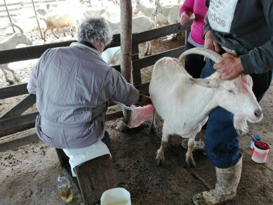 sonogram machine for goats