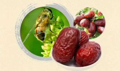 chinese sweet Jun jujube 2017