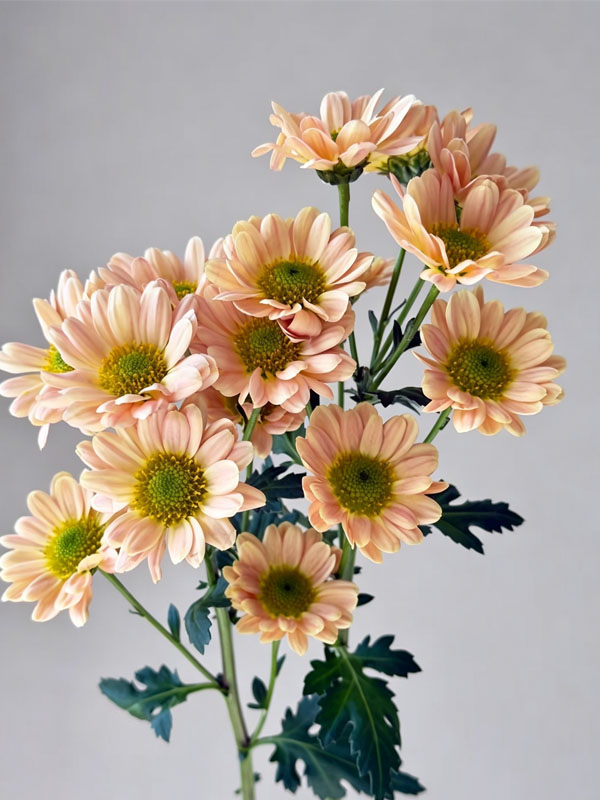Spray chrysanthemum Aizhibin2