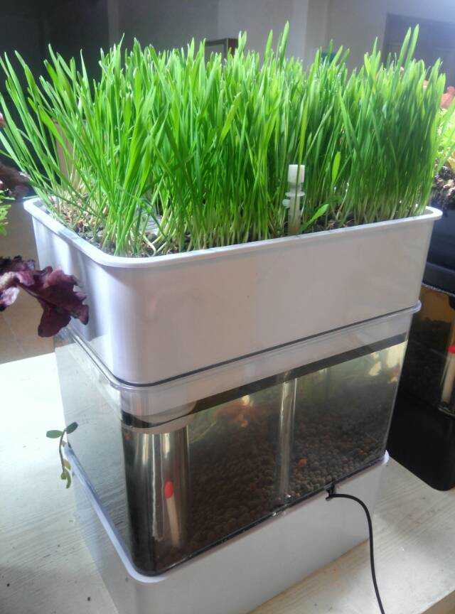 fish tank hydroponic system