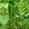 Filet de treillis de soutien aux plantes de jardin en PP