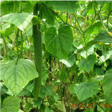 PP Gartenpflanze Stützgitter Net