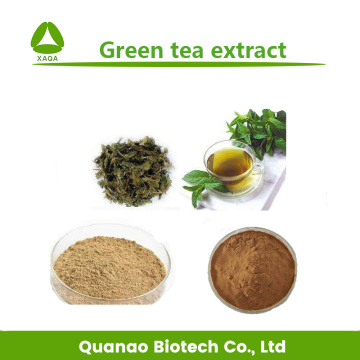 Green Tea Extract EGCG 98% Powder Lose Weight