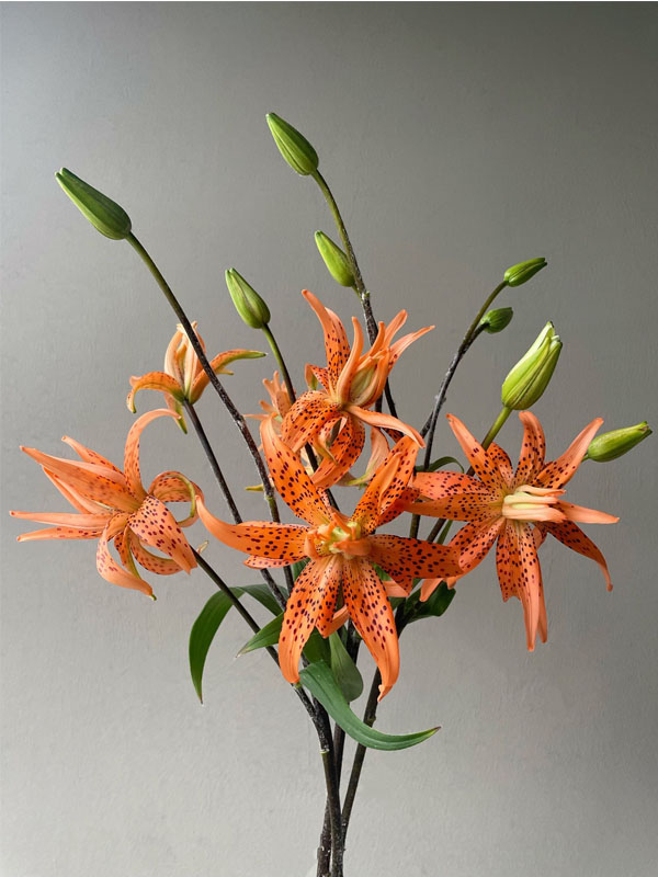 Tiger Baby spray Lily2