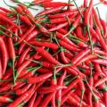 Peperoncino piccante caotico Hotsale