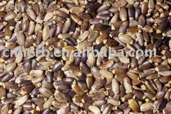 dried clean Milk Thistle seeds