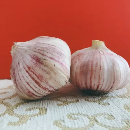 Hot sale garlic market in the world