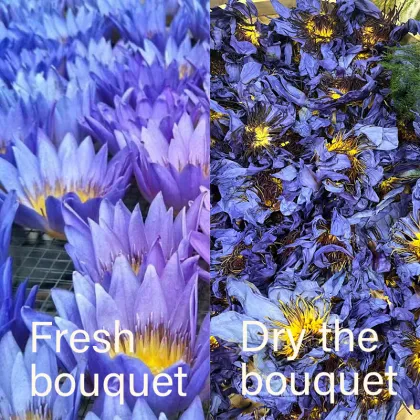 Flavored Herb Health Tea - Flor Hecha Mano, Lily, Agua Egipcia, Flor Loto Azul, Seca, Bolsa Te Navidad