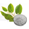 Certified Giant Knotweed Extract