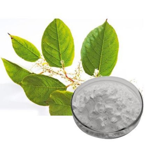 Certified Giant Knotweed Extract