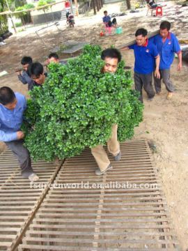 Ficus microcarpa bonsai loading container