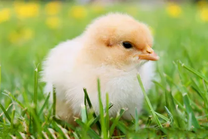 Meat And Bone Meal MBM 50% For Poultry