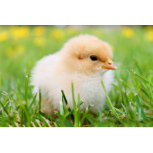 CSLP 42% Powder For Animals Feed Animals Feed Use Drying Corn Steep Liquor Powder Factory