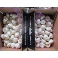 New Crop 2019 Pure White Garlic