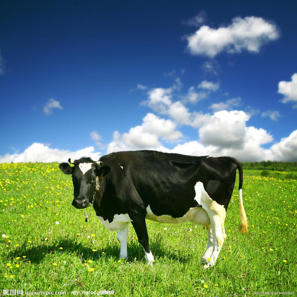 إنزيمات مضافة لدرجة التغذية لبقرة اليوميات/البقرة