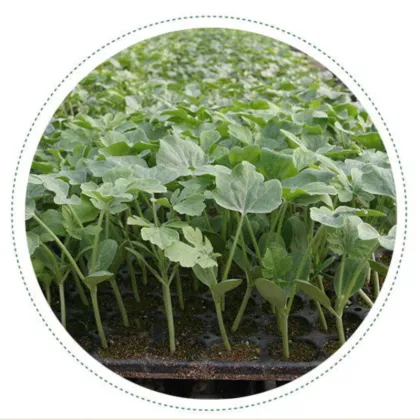 Titans Plastic Nursery Trays & Lids for Gardening & Greenhouse Use