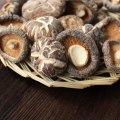 Massavkastning Shiitake Mushroom Spawns