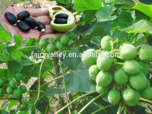 High Purity High Quality Jatropha seeds for planting