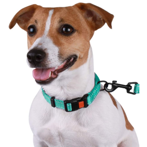 Reflective Dog Collar with Buckle