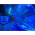 100% πρώτη ύλη Lucite Acrylic Aquarium Tunnel Restaurant