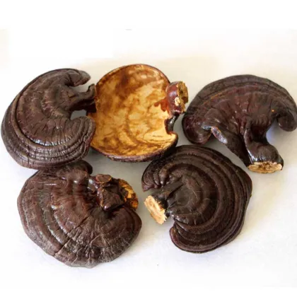 Chinese Wholesale High Quality Lucid Ganoderma