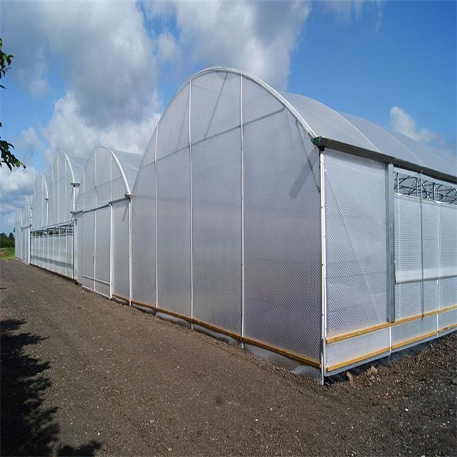 Tomato Cucumber Flower Horticulture Venlo Glass Greenhouse