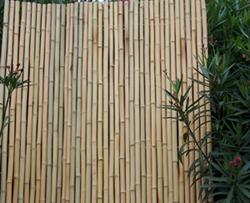 Bamboo Fence