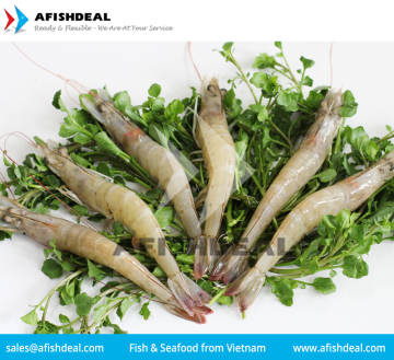 VANNAMEI SHRIMP - FROZEN PENAEUS