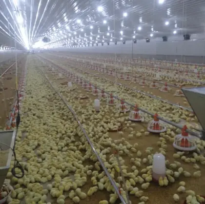 Poultry Machinery for Chicken Raising Equipment