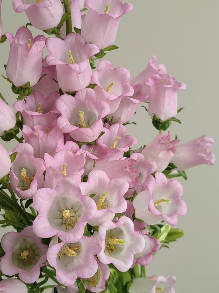 Pink Bellflower