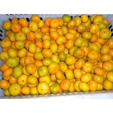 Fresh Mandarin – Millennium International Import & Export