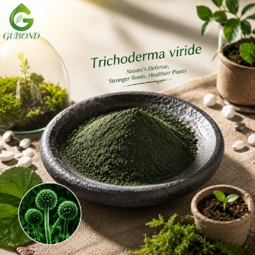 مسحوق الجراثيم الفطرية Trichoderma Viride للزراعة