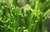 Popular artificial lawn turf for sports