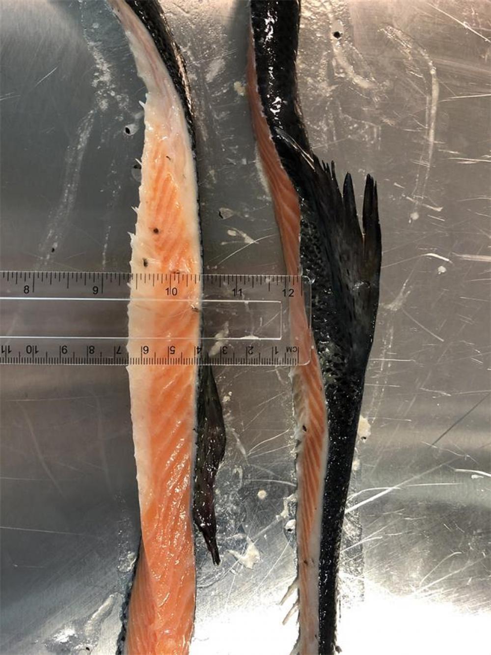 Frozen Salmon Back Trim2