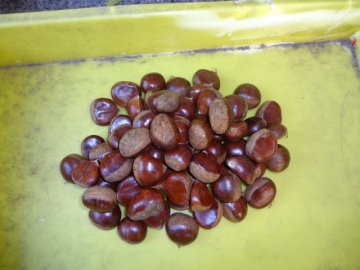 Hot Sale Fresh Chestnut