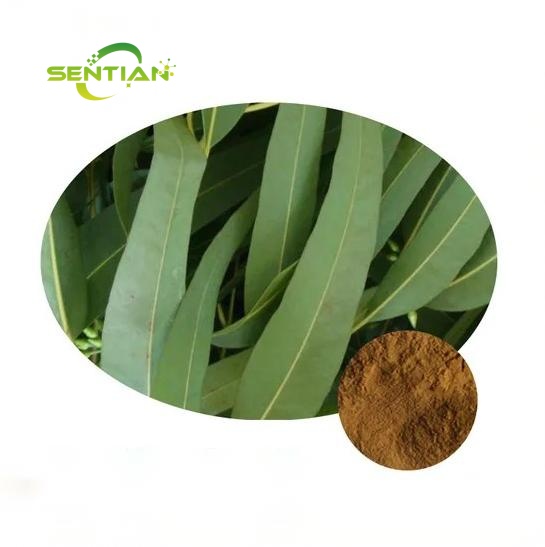 Eucalyptus Globulus Extract Powder