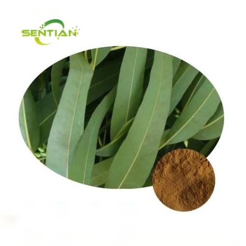 Hagh quality Eucalyptus Globulus Extract