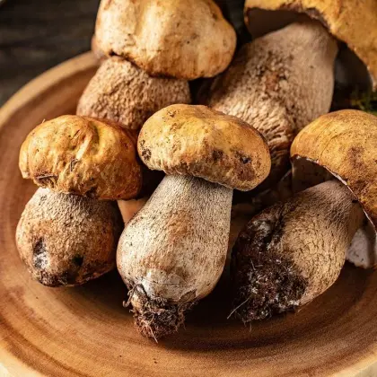 Wild Boletus Mushrooms (Boletus edulis)