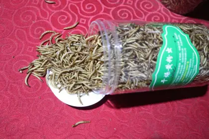 Aquarium Fish Food Alternative