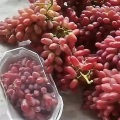 Uva fada Hongxia suculenta e rechonchuda