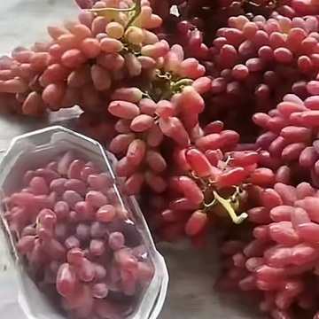 Uva fada Hongxia suculenta e rechonchuda