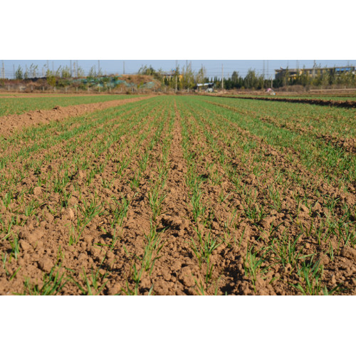 Fabricantes de trigo de maíz, timón rotativo y plantador.