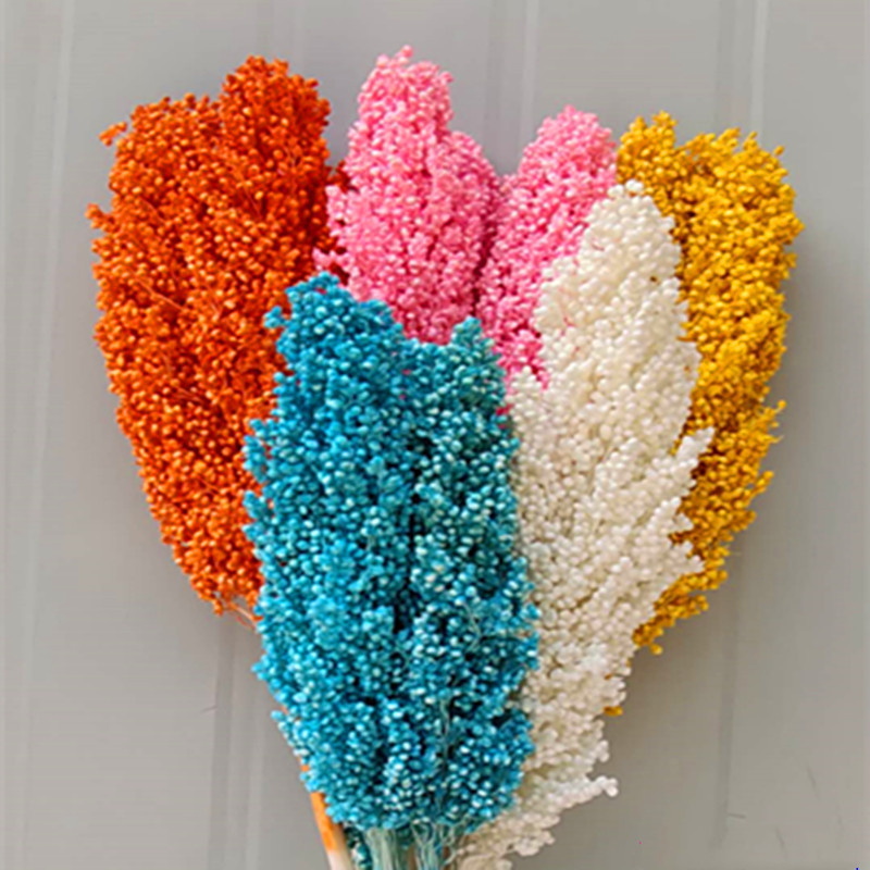 About 50cm Natural Dried Flowers Bouquet Sorghum Ear Home Living Room Wedding Party Decoration Preserved Spike Shooting Props