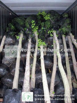 Ficus Nitida landscaping trees loaded inside container