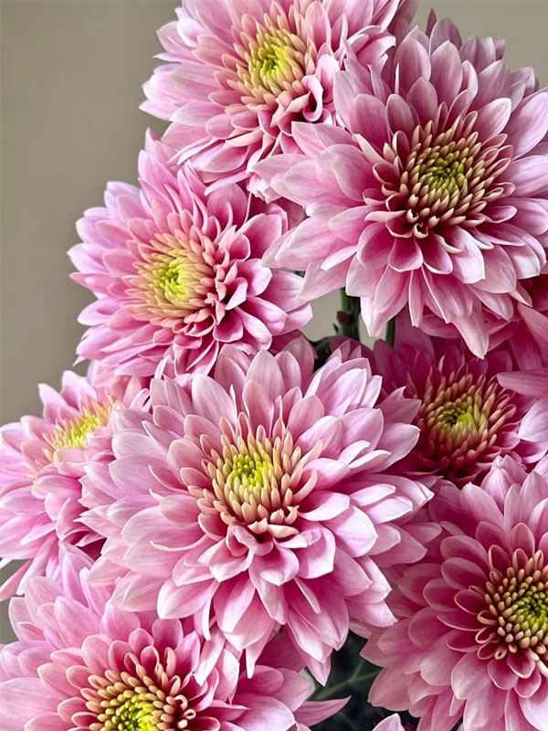 strawberry smoothie pompon Mum5