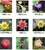Water lily flower seeds for growing